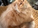 Red boy Lake of the Ozarks Missouri - Persian Kitten For Sale - 