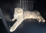 Zane - Scottish Fold Kitten For Sale - Mason&comma; OH&comma; US