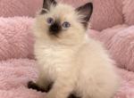 Babygirl Ragdoll - Ragdoll Kitten For Sale - San Jose&comma; CA&comma; US