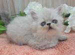 Blue point girl Ozark Missouri - Himalayan Kitten For Sale - 