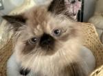 Seal pt Himalayan Lake of the Ozarks MO - Himalayan Kitten For Sale - Wichita&comma; KS&comma; US