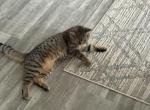 Nala - Domestic Kitten For Sale - 