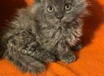 Eddie FLASH SALE - Scottish Fold Kitten For Sale - Albion&comma; MI&comma; US