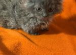 Ed FLASH SALE - Selkirk Rex Cat For Sale - Albion&comma; MI&comma; US