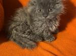 Edwin - Munchkin Cat For Sale - Albion&comma; MI&comma; US