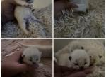 1 RESERVED Kats ravishing ragdolls - Ragdoll Kitten For Sale - Lancaster&comma; PA&comma; US