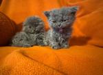 Agnis FLASH SALE - Selkirk Rex Kitten For Sale - Albion&comma; MI&comma; US