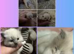 2 litters kats ravishing ragdolls - Ragdoll Kitten For Sale - Lancaster&comma; PA&comma; US