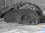 Beautiful Persian Kittens Solid Black all colors - Persian Kitten For Sale - Lehighton&comma; PA&comma; US