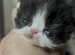 Persian & Exotic Newborns available - Persian Kitten For Sale - Lehighton&comma; PA&comma; US