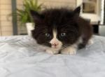 Beautiful baby - Maine Coon Kitten For Sale - 