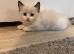 Milo - Ragdoll Kitten For Sale - Apple Valley&comma; CA&comma; US
