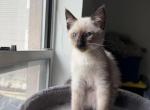 Jas - Domestic Kitten For Sale - Queens&comma; NY&comma; US