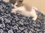 Toulouse - Ragdoll Kitten For Sale - Apple Valley&comma; CA&comma; US