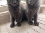 Fairys - Russian Blue Kitten For Sale - 
