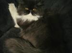 Orianna Omaha Nebraska - Persian Cat For Sale - Wichita&comma; KS&comma; US