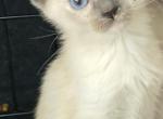 Adorable siamese kittens - Siamese Kitten For Sale - 