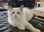 Major - Ragdoll Kitten For Sale - 