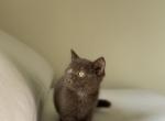 Brown Chocolate Scottish Kitten - Scottish Straight Kitten For Sale - 