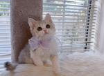 SK065 - Selkirk Rex Kitten For Sale