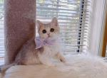 SK065 - Selkirk Rex Kitten For Sale - Los Angeles&comma; CA&comma; US