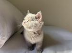 Fawn Scottish Kitten - Scottish Straight Kitten For Sale - 