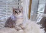 SK066 - Selkirk Rex Kitten For Sale - Los Angeles&comma; CA&comma; US