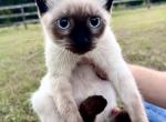 Star - Siamese Kitten For Sale - Columbus&comma; GA&comma; US
