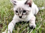 Iroh - Siamese Kitten For Sale - Columbus&comma; GA&comma; US