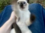 Oliver - Siamese Kitten For Sale - Columbus&comma; GA&comma; US
