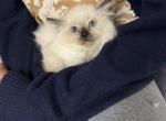 Seal point - Ragdoll Kitten For Sale - 