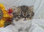 Potato tots - Minuet Kitten For Sale - Bedford&comma; VA&comma; US