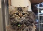 Rudy - Ragdoll Kitten For Sale - 