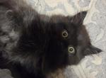 Vinny - Ragdoll Kitten For Sale - 