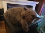 Messi - Ragdoll Kitten For Sale - 