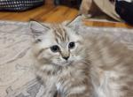 Erline - Ragdoll Kitten For Sale - 