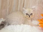 Blue pt girl Ozark MO - Himalayan Kitten For Sale - Wichita&comma; KS&comma; US