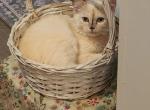 Tortie Ragdoll Kitten - Ragdoll Kitten For Sale - TX&comma; US
