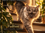 Harry Potter litter - Maine Coon Kitten For Sale - Sacramento&comma; CA&comma; US