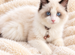 Regal - Ragdoll Kitten For Sale - 