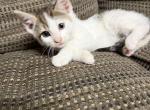 Calico female kitten - Domestic Kitten For Sale - 