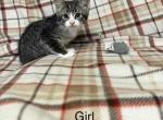 Female kitten calico kitten - Domestic Kitten For Sale - Westfield&comma; MA&comma; US