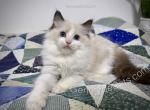 Ernie - Ragdoll Kitten For Sale - Tuscaloosa&comma; AL&comma; US
