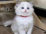 Ragdoll Kittens Ready Now - Ragdoll Kitten For Sale - 