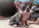 Sphynx Kittens Ready Now - Sphynx Kitten For Sale - 