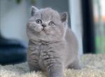 British Shorthair Kittens Ready Now - British Shorthair Kitten For Sale - 