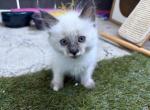 Pretty - Siamese Kitten For Sale - Anaheim&comma; CA&comma; US