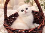 Sara - Scottish Fold Kitten For Sale - Northridge&comma; CA&comma; US