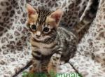 Pink Collar Female Perris Bengal - Bengal Kitten For Sale - 