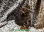 Green Collar Perris Bengal Boy - Bengal Kitten For Sale - 